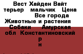 Вест Хайден Вайт терьер - мальчик › Цена ­ 35 000 - Все города Животные и растения » Собаки   . Амурская обл.,Константиновский р-н